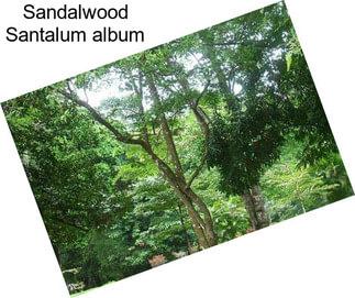 Sandalwood Santalum album