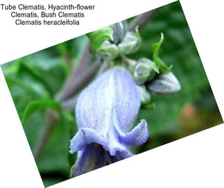 Tube Clematis, Hyacinth-flower Clematis, Bush Clematis Clematis heracleifolia