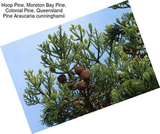 Hoop Pine, Moreton Bay Pine, Colonial Pine, Queensland Pine Araucaria cunninghamii