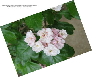 English Hawthorn, Smooth Hawthorn, Midland Hawthorn, Woodland Hawthorn, Mayflower Crataegus laevigata     - Mespilus laevigata