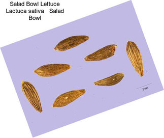 Salad Bowl Lettuce Lactuca sativa   Salad Bowl