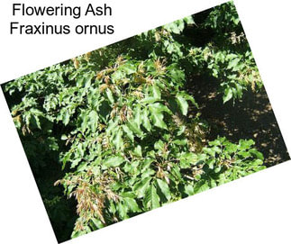 Flowering Ash Fraxinus ornus