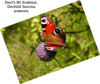 Devil\'s Bit Scabious, Devilsbit Succisa pratensis