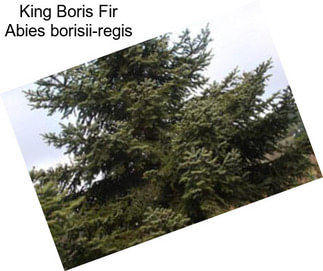 King Boris Fir Abies borisii-regis