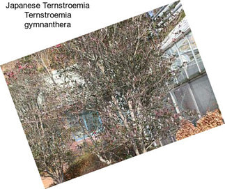 Japanese Ternstroemia Ternstroemia gymnanthera
