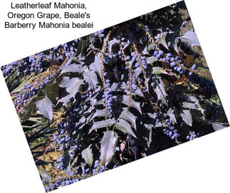 Leatherleaf Mahonia, Oregon Grape, Beale\'s Barberry Mahonia bealei