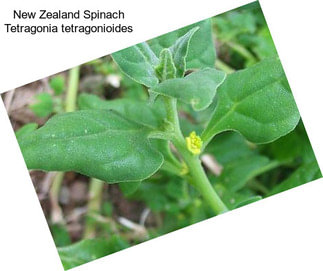 New Zealand Spinach Tetragonia tetragonioides