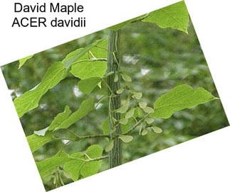 David Maple ACER davidii