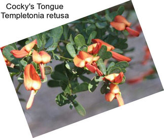 Cocky\'s Tongue Templetonia retusa
