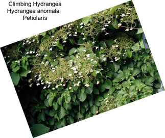 Climbing Hydrangea Hydrangea anomala   Petiolaris