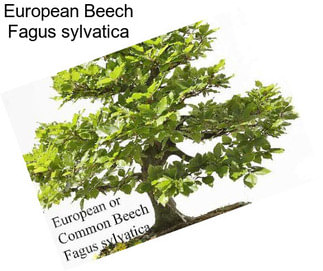 European Beech Fagus sylvatica