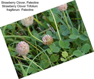 Strawberry Clover, Palestine Strawberry Clover Trifolium fragiferum  Palestine