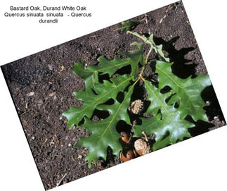 Bastard Oak, Durand White Oak Quercus sinuata  sinuata   - Quercus durandii