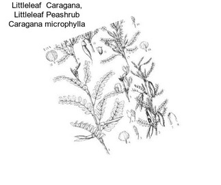 Littleleaf  Caragana, Littleleaf Peashrub Caragana microphylla