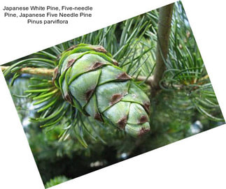 Japanese White Pine, Five-needle Pine, Japanese Five Needle Pine Pinus parviflora