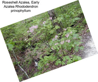 Roseshell Azalea, Early Azalea Rhododendron prinophyllum