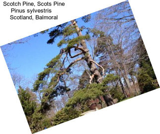 Scotch Pine, Scots Pine Pinus sylvestris    Scotland, Balmoral