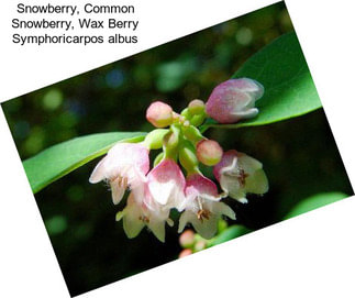 Snowberry, Common Snowberry, Wax Berry Symphoricarpos albus