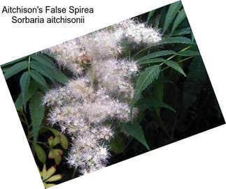 Aitchison\'s False Spirea Sorbaria aitchisonii