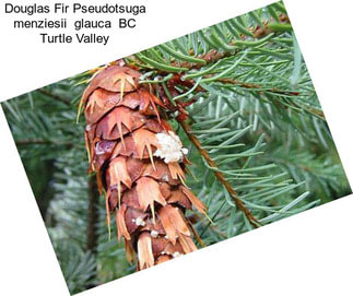 Douglas Fir Pseudotsuga menziesii  glauca  BC Turtle Valley