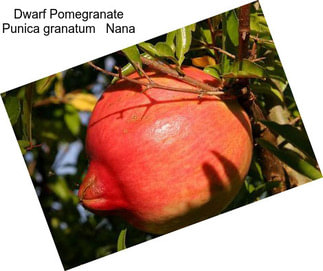 Dwarf Pomegranate Punica granatum   Nana