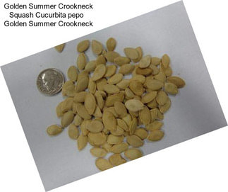 Golden Summer Crookneck Squash Cucurbita pepo   Golden Summer Crookneck