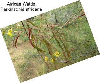 African Wattle Parkinsonia africana