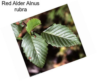 Red Alder Alnus rubra