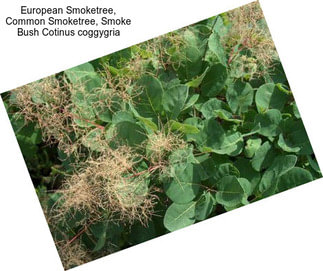 European Smoketree, Common Smoketree, Smoke Bush Cotinus coggygria