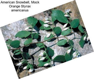 American Snowbell, Mock Orange Styrax americanus