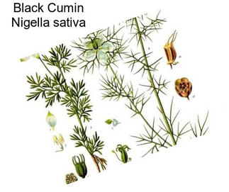 Black Cumin Nigella sativa