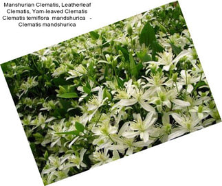 Manshurian Clematis, Leatherleaf Clematis, Yam-leaved Clematis Clematis terniflora  mandshurica   - Clematis mandshurica