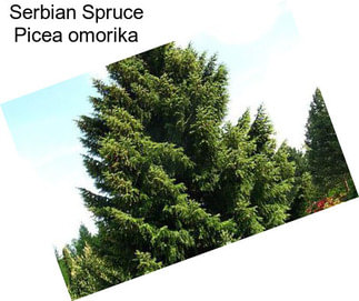 Serbian Spruce Picea omorika