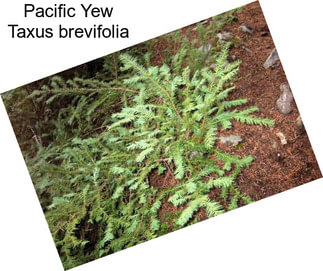 Pacific Yew Taxus brevifolia