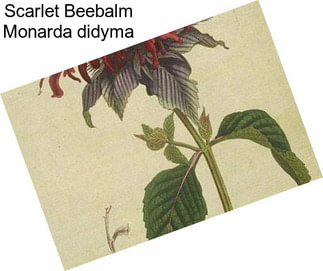 Scarlet Beebalm Monarda didyma