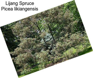 Lijang Spruce Picea likiangensis