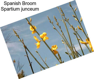 Spanish Broom Spartium junceum