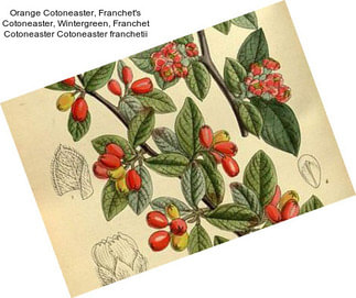 Orange Cotoneaster, Franchet\'s Cotoneaster, Wintergreen, Franchet Cotoneaster Cotoneaster franchetii