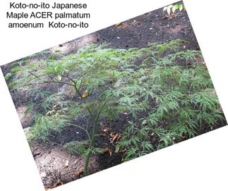 Koto-no-ito Japanese Maple ACER palmatum amoenum  Koto-no-ito