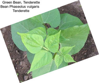 Green Bean, Tenderette Bean Phaseolus vulgaris   Tenderette