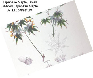 Japanese Maple, Small Seeded Japanese Maple ACER palmatum