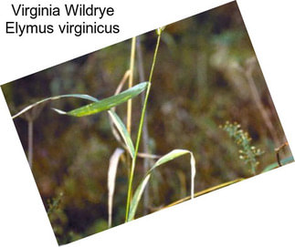 Virginia Wildrye Elymus virginicus