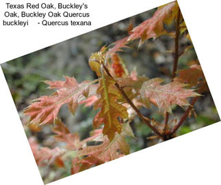 Texas Red Oak, Buckley\'s Oak, Buckley Oak Quercus buckleyi     - Quercus texana