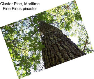 Cluster Pine, Maritime Pine Pinus pinaster