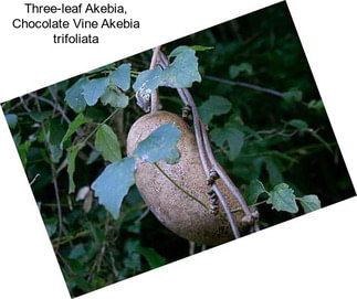 Three-leaf Akebia, Chocolate Vine Akebia trifoliata