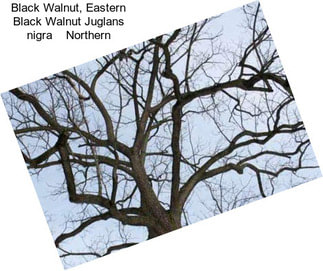 Black Walnut, Eastern Black Walnut Juglans nigra    Northern