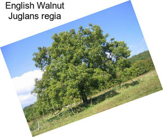 English Walnut Juglans regia