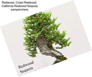 Redwood, Coast Redwood, California Redwood Sequoia sempervirens