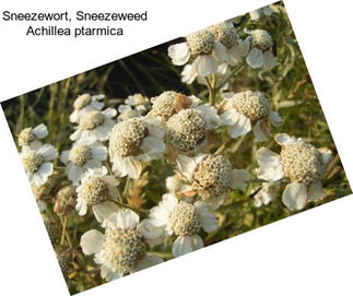 Sneezewort, Sneezeweed Achillea ptarmica