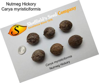 Nutmeg Hickory Carya myristiciformis